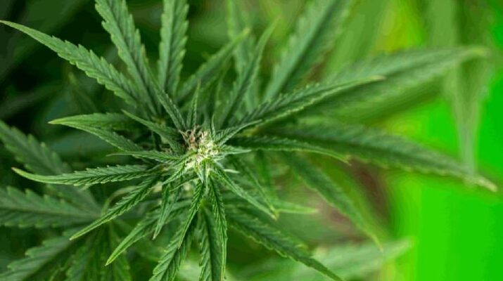 Pegawai Kementerian PU Ditangkap Usai Kedapatan Tanam Ganja di Belakang Rumah